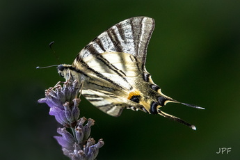Jean-Pierre Fusinelli