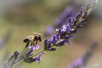 Jean-Pierre Fusinelli