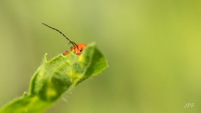 Jean-Pierre Fusinelli