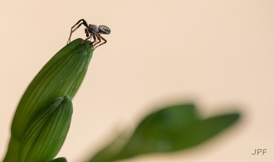 Jean-Pierre Fusinelli