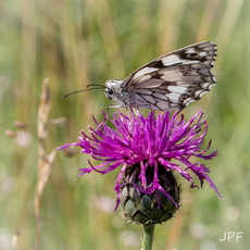 Jean-Pierre Fusinelli