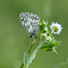 Jean-Pierre Fusinelli